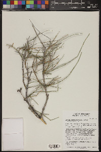 Ephedra aspera image