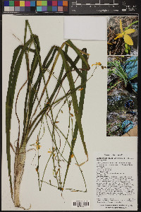 Echeandia flavescens image