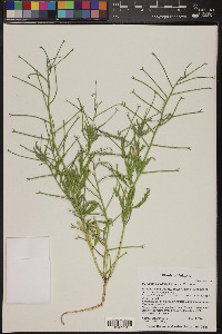 Matthiola parviflora image