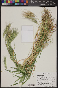 Hordeum murinum image