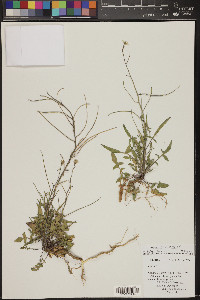 Sisymbrium orientale image