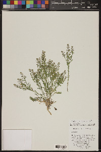 Lepidium lasiocarpum image