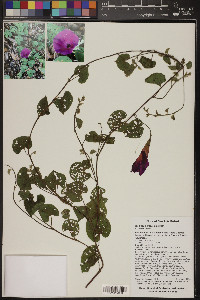 Ipomoea purpurea image