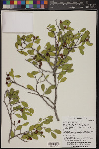 Maytenus phyllanthoides image