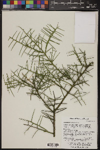 Koeberlinia spinosa image