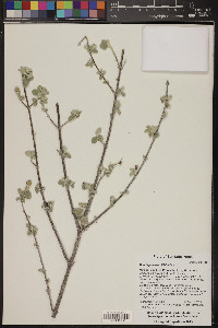 Buddleja marrubiifolia image