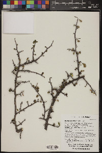 Bursera fagaroides image