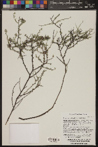 Krameria erecta image