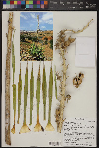 Yucca harrimaniae image