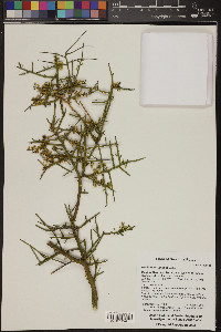 Koeberlinia spinosa image