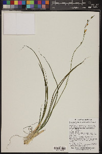 Echeandia flavescens image