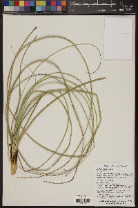 Nolina humilis image