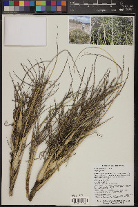 Nolina humilis image