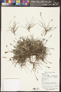 Tillandsia recurvata image