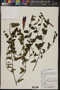 Ipomoea purpurea image