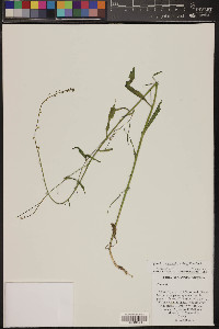 Pennellia micrantha image