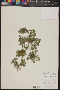 Lepidium oblongum image