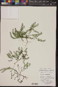 Lepidium oblongum image