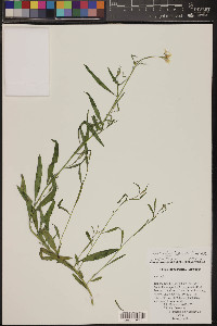 Hesperidanthus linearifolius image