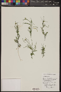 Sisymbrium irio image