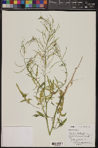 Sisymbrium irio image