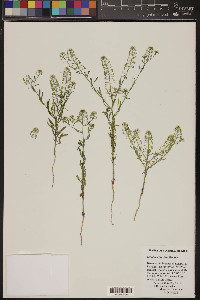 Lepidium thurberi image