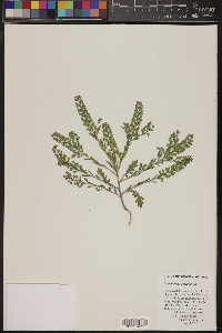 Lepidium lasiocarpum image