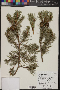 Pinus cembroides image