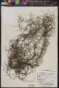 Tillandsia usneoides image