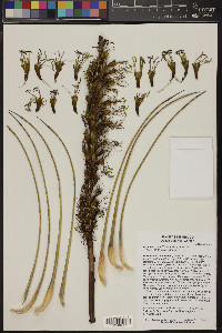 Agave striata image