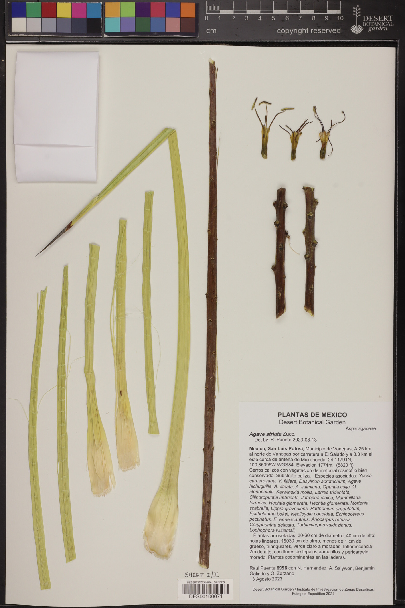 Agave striata image