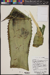 Agave parryi image