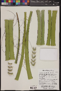 Hesperaloe chiangii image