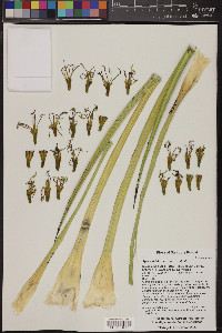 Agave striata image