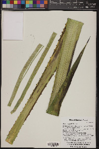 Agave angustifolia image