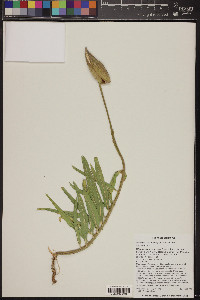 Asclepias asperula image