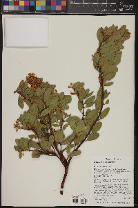 Arctostaphylos pringlei image