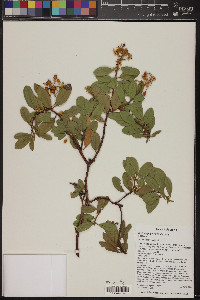 Arctostaphylos pringlei image