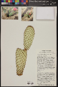 Opuntia basilaris image