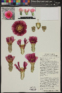 Opuntia basilaris image