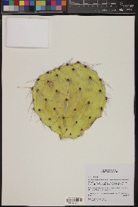 Opuntia engelmannii subsp. engelmannii image