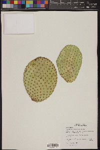 Opuntia microdasys image