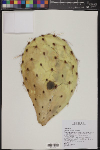 Opuntia engelmannii image