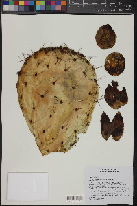 Opuntia robusta image