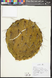 Opuntia robusta image