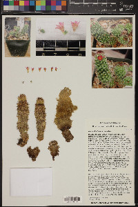 Mammillaria sphacelata image