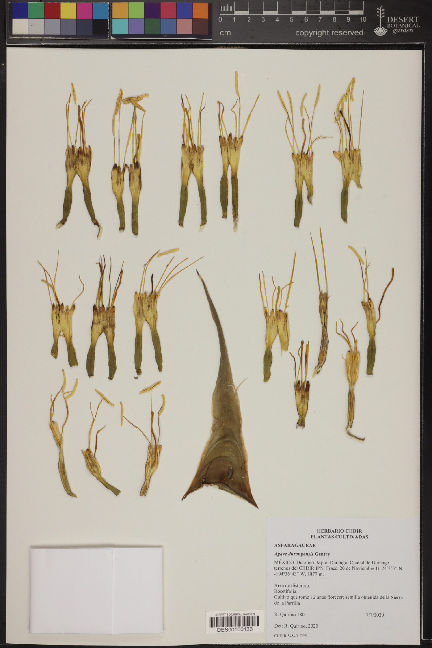 Agave durangensis image