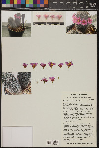 Mammillaria grahamii image