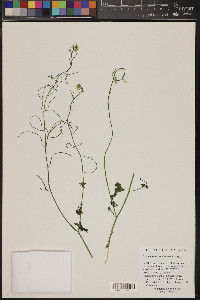 Dryopetalon runcinatum image