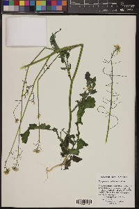 Dryopetalon runcinatum image